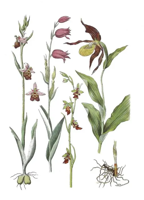 Framed Print : Late spider-orchid (Ophrys holoserica)