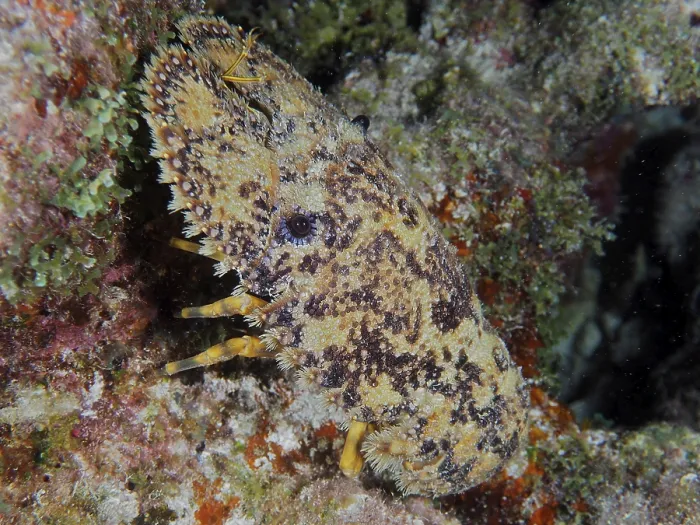 Framed Print : Lateral close-up of a camouflaged sea creature with distinctive patterns