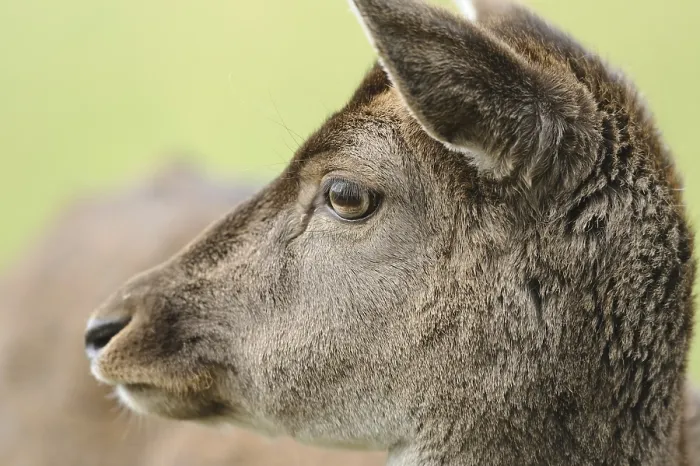 Framed Print : Lateral profile of a roe deer with focus on the eye and the fur in front of a blurred background