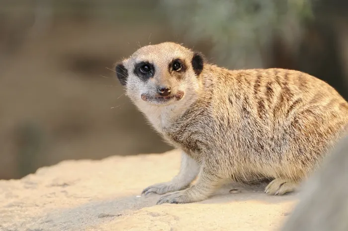Framed Print : Lateral view of a meerkat (Suricata suricatta) Framed Print : Lateral view of a meerkat (Suricata suricatta)