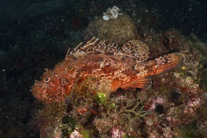 Framed Print : Laterally visible red scorpionfish (Scorpaena scrofa) on the reef