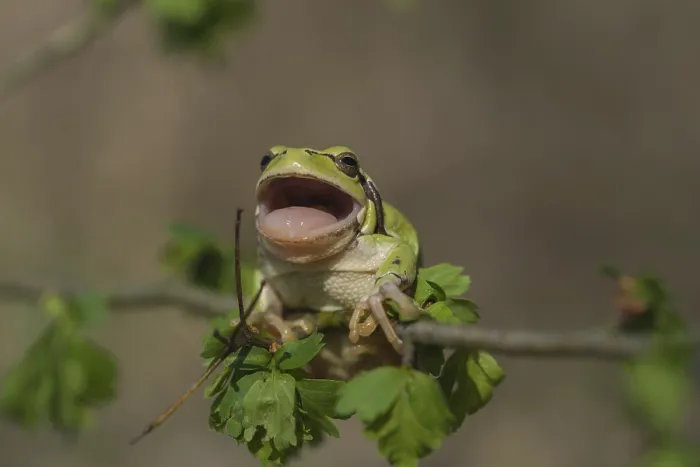 Framed Print : Laubfrosch europ. (Hyla arborea) Common Tree Frog