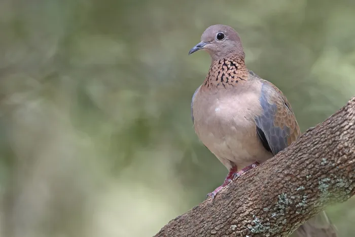 Framed Print : Laughing Dove (Streptopelia senegalensis)