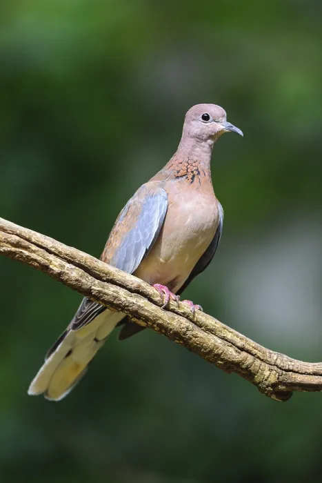 Framed Print : Laughing dove (Streptopelia senegalensis), captive