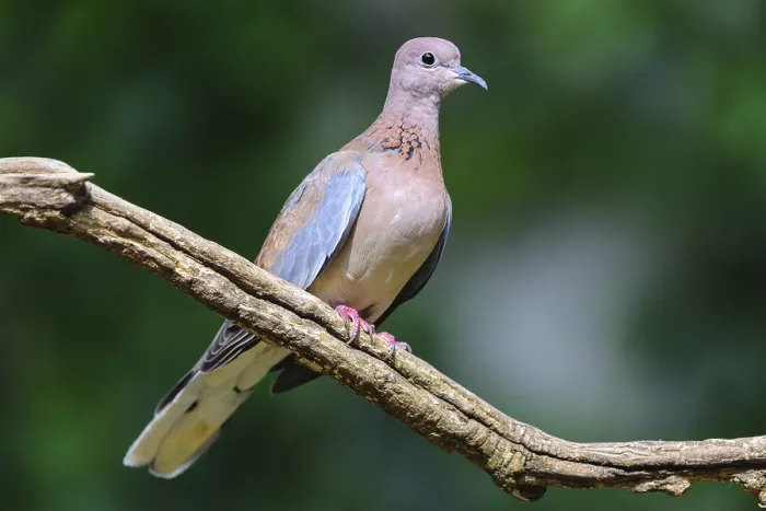 Framed Print : Laughing dove (Streptopelia senegalensis) sits on branch