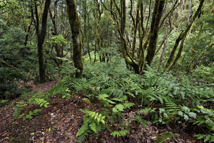Framed Print : Laurel forest, cloud forest, Anaga Mountains