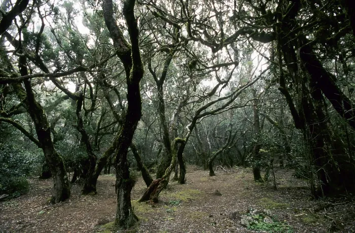 Framed Print : Laurel forest on La Gomera
