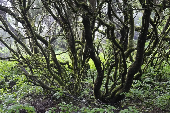 Framed Print : Laurel forest and tree heath, Hoya del Fileba