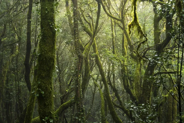 Framed Print : Laurel trees with mosses and lichens