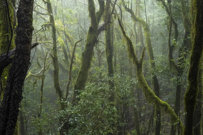 Framed Print : Laurel trees with mosses and lichens in the cloud forest Framed Print : Laurel trees with mosses and lichens in the cloud forest