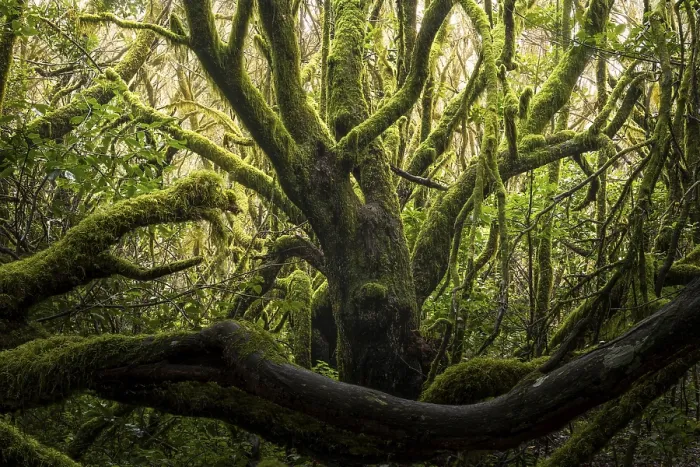 Framed Print : Laurel trees with mosses and lichens in the cloud forest near Laguna Grande Framed Print : Laurel trees with mosses and lichens in the cloud forest near Laguna Grande