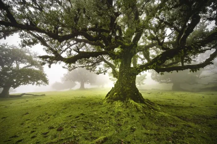 Framed Print : Laurel trees overgrown with moss and plants in the mist