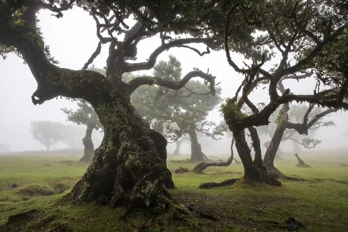 Framed Print : Laurel trees overgrown with moss and plants in the mist