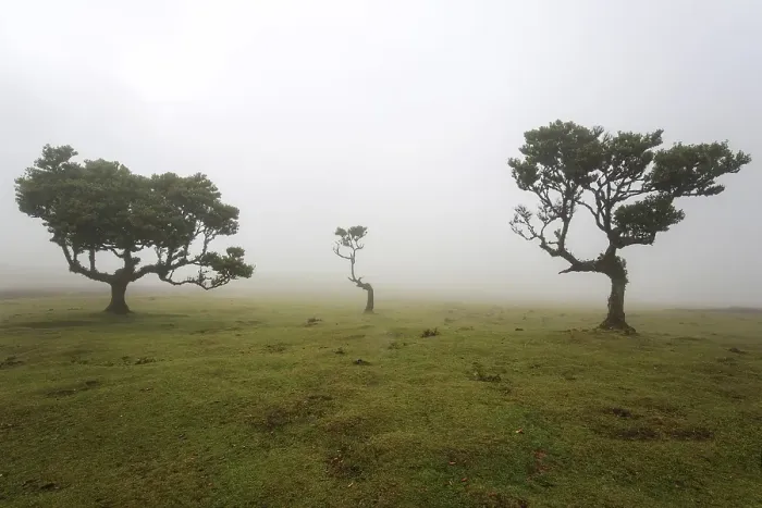 Framed Print : Laurel trees overgrown with moss and plants in the mist