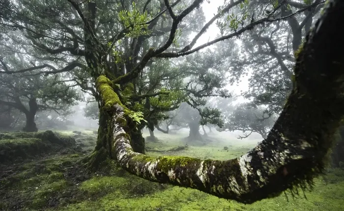 Framed Print : Laurel trees overgrown with moss and plants in the mist