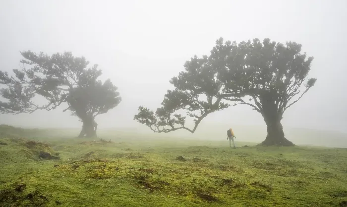 Framed Print : Laurel trees overgrown with moss and plants in the mist