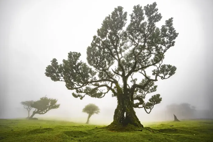 Framed Print : Laurel trees overgrown with moss and plants in the mist Framed Print : Laurel trees overgrown with moss and plants in the mist