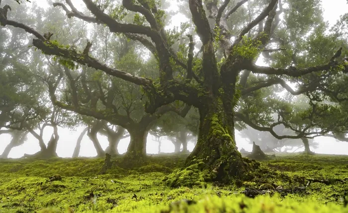 Framed Print : Laurel trees overgrown with moss and plants in the mist Framed Print : Laurel trees overgrown with moss and plants in the mist