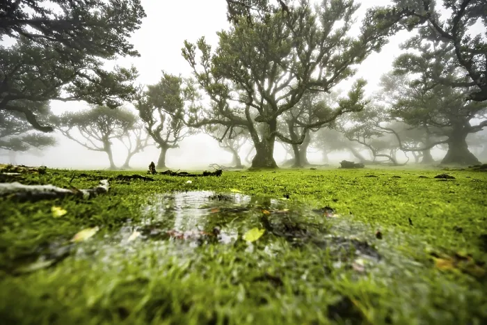 Framed Print : Laurel trees overgrown with moss and plants in the mist