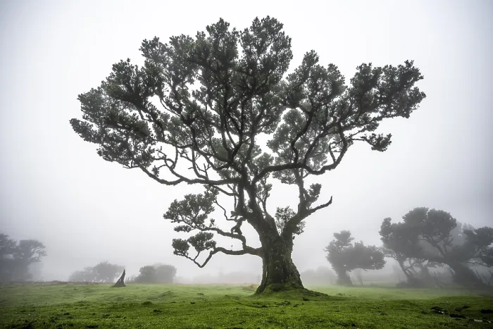 Framed Print : Laurel trees overgrown with moss and plants in the mist