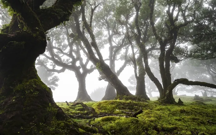 Framed Print : Laurel trees overgrown with moss and plants in the mist