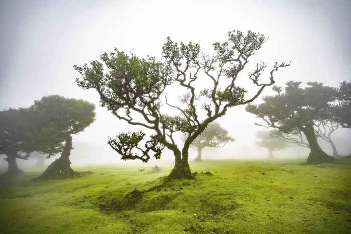 Framed Print : Laurel trees overgrown with moss and plants in the mist Framed Print : Laurel trees overgrown with moss and plants in the mist