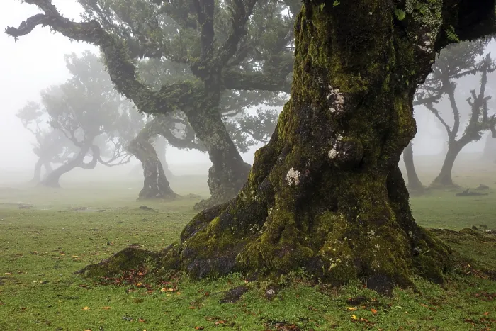 Framed Print : Laurel trees overgrown with moss and plants in the mist Framed Print : Laurel trees overgrown with moss and plants in the mist