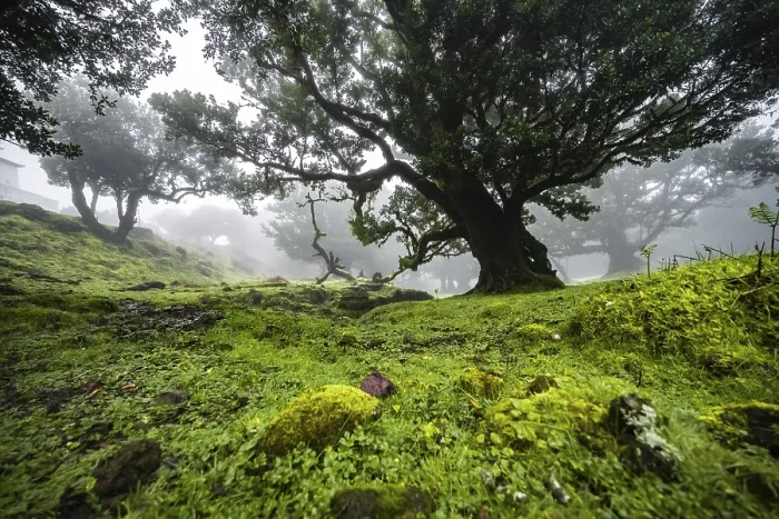 Framed Print : Laurel trees overgrown with moss and plants in the mist