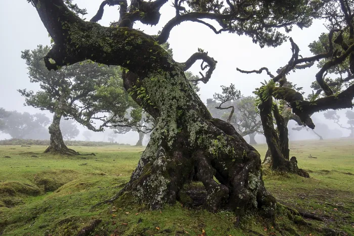 Framed Print : Laurel trees overgrown with moss and plants in the mist