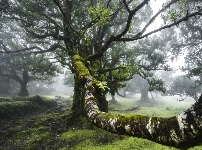 Framed Print : Laurel trees overgrown with moss and plants in the mist