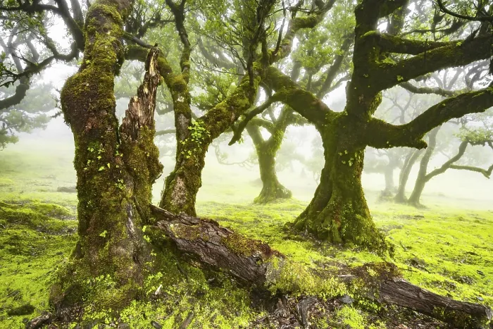 Framed Print : Laurel trees overgrown with moss and plants in the mist Framed Print : Laurel trees overgrown with moss and plants in the mist