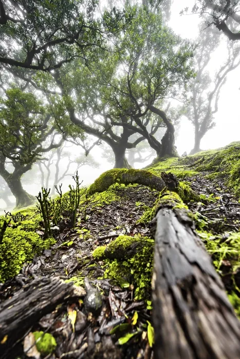 Framed Print : Laurel trees overgrown with moss and plants in the mist
