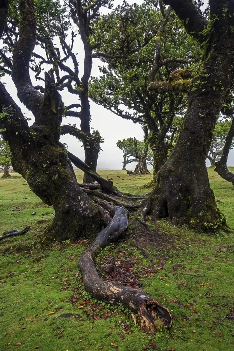 Framed Print : Laurel trees overgrown with moss and plants in the mist
