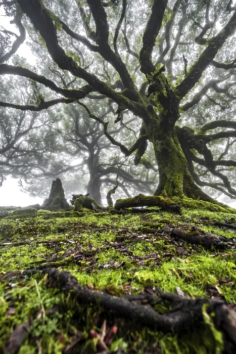 Framed Print : Laurel trees overgrown with moss and plants in the mist Framed Print : Laurel trees overgrown with moss and plants in the mist