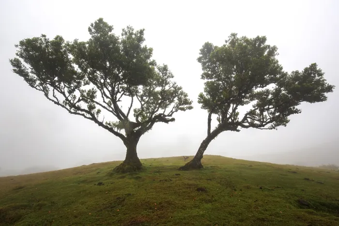 Framed Print : Laurel trees overgrown with moss and plants in the mist