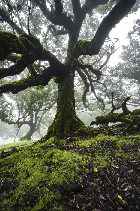 Framed Print : Laurel trees overgrown with moss and plants in the mist