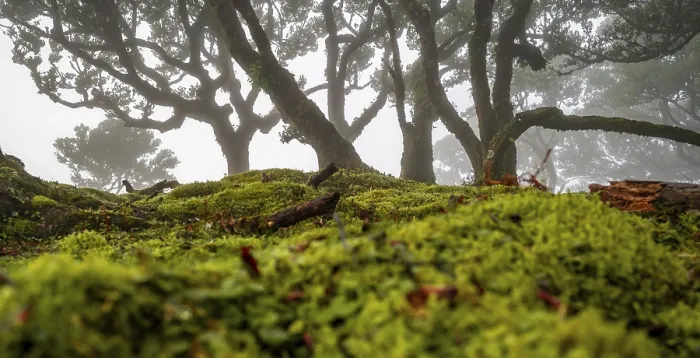 Framed Print : Laurel trees overgrown with moss and plants in the mist