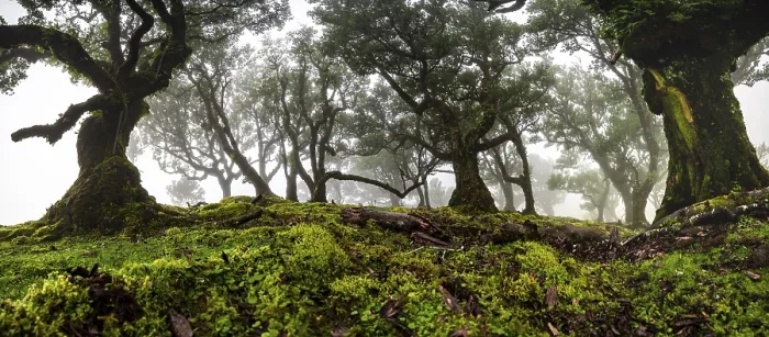 Framed Print : Laurel trees overgrown with moss and plants in the mist