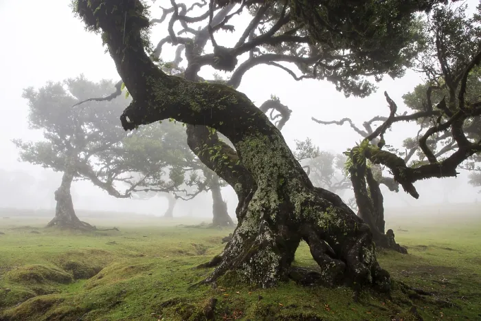 Framed Print : Laurel trees overgrown with moss and plants in the mist