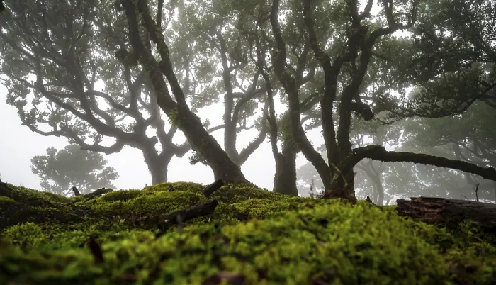 Framed Print : Laurel trees overgrown with moss and plants in the mist Framed Print : Laurel trees overgrown with moss and plants in the mist