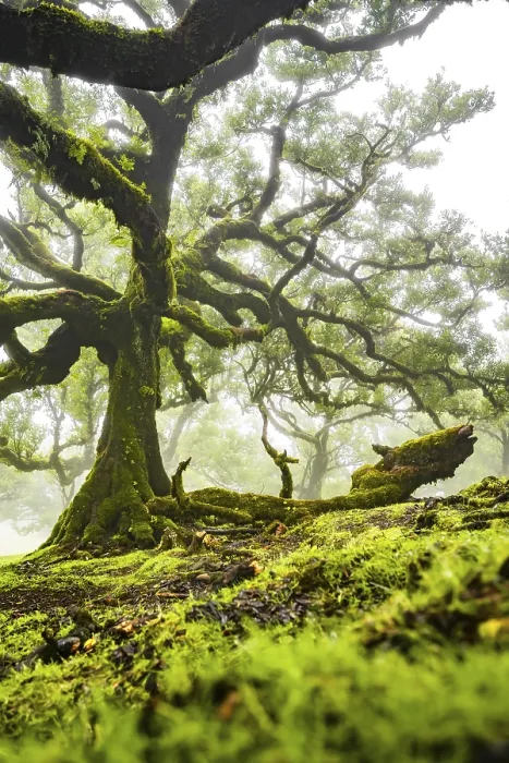 Framed Print : Laurel trees overgrown with moss and plants in the mist