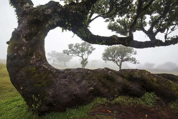 Framed Print : Laurel trees overgrown with moss and plants in the mist