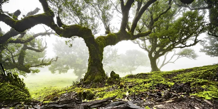 Framed Print : Laurel trees overgrown with moss and plants in the mist