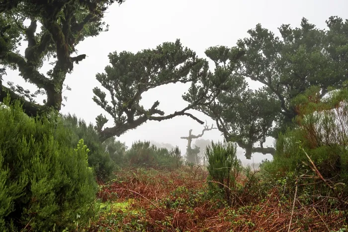 Framed Print : Laurel trees overgrown with moss and plants in the mist