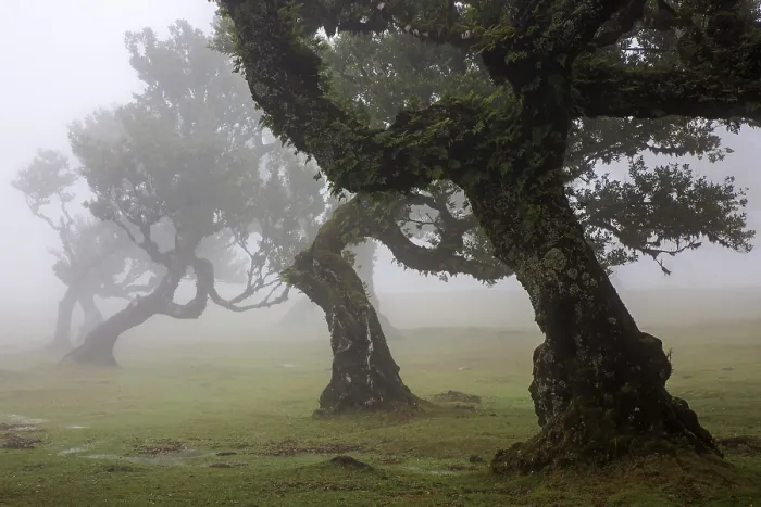 Framed Print : Laurel trees overgrown with moss and plants in the mist