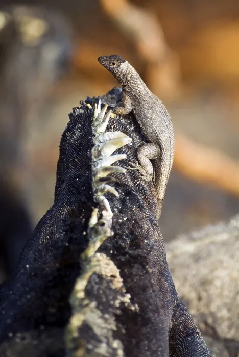 Framed Print : Lava Lizard on Galapagos marine iguana (Amblyrhynchus cristatus)