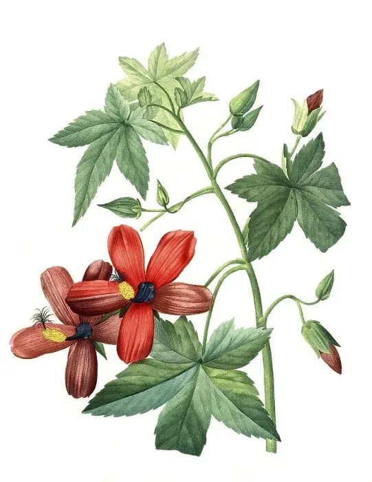 Framed Print : Lavatera phoenicea, Hisbiscus, Hibiscus Framed Print : Lavatera phoenicea, Hisbiscus, Hibiscus