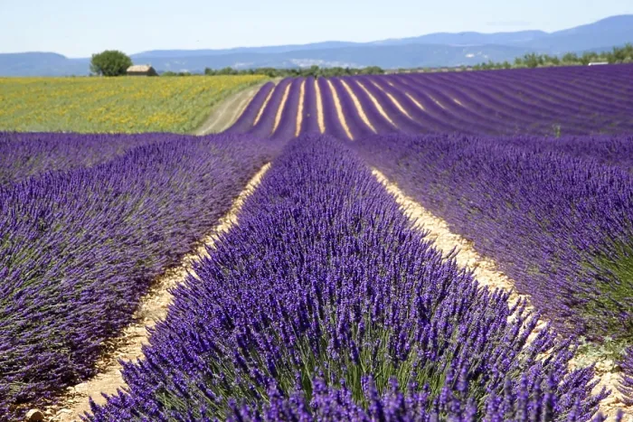 Framed Print : Lavender field in bloom (Lavandula angustifolia)
