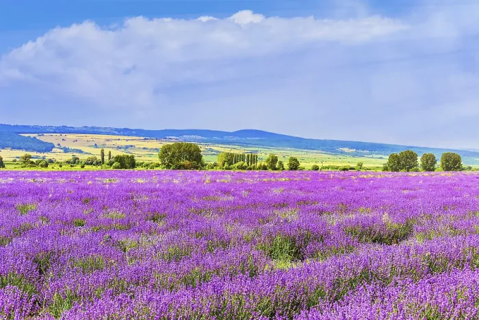 Framed Print : Lavender Field in Bulgaria Bulgaria