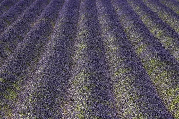 Framed Print : Lavender field, flowering true lavender (Lavandula angustifolia) Framed Print : Lavender field, flowering true lavender (Lavandula angustifolia)